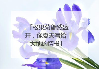 松果菊翩然盛开，像夏天写给大地的情书